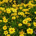 Coreopsis grandiflora 'Rising Sun' (2)